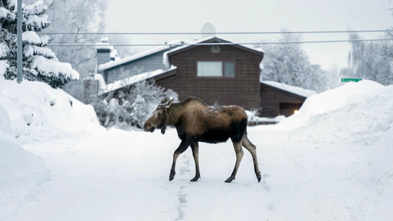Moose crosses the road in Turnagain, Alaska, US